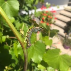 Phalaenoides glycinae at Curtin, ACT - 9 Nov 2019