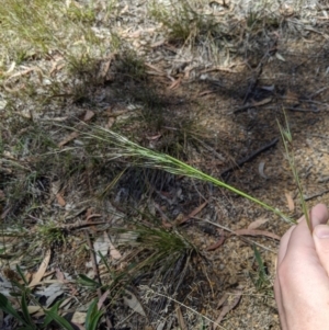 Austrostipa bigeniculata at Higgins, ACT - 9 Nov 2019