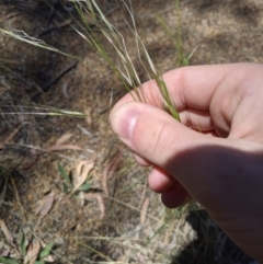 Austrostipa bigeniculata at Higgins, ACT - 9 Nov 2019