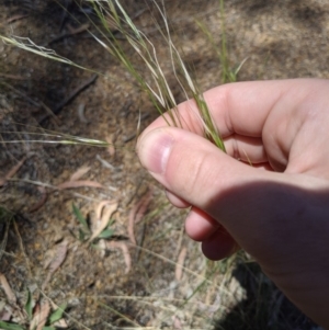 Austrostipa bigeniculata at Higgins, ACT - 9 Nov 2019