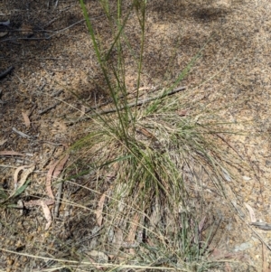 Austrostipa bigeniculata at Higgins, ACT - 9 Nov 2019