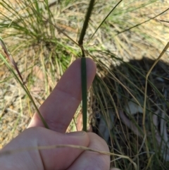 Austrostipa bigeniculata at Higgins, ACT - 9 Nov 2019