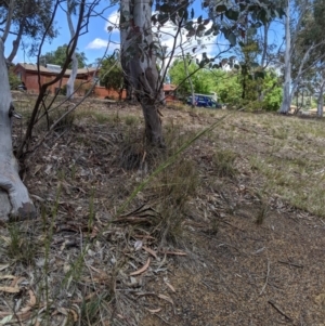 Austrostipa bigeniculata at Higgins, ACT - 9 Nov 2019