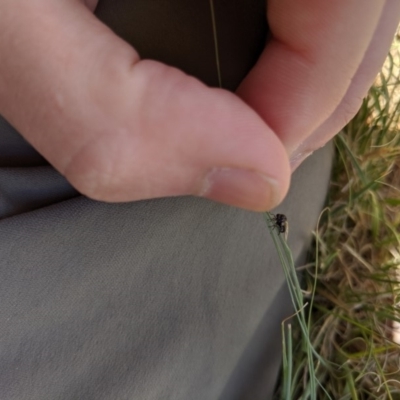 Ogcodes sp. (genus) (Hunchback Fly) at Higgins, ACT - 9 Nov 2019 by MattM