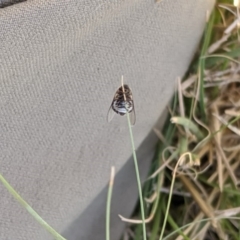 Ogcodes sp. (genus) at Higgins, ACT - 9 Nov 2019