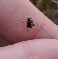 Ogcodes sp. (genus) at Higgins, ACT - 9 Nov 2019