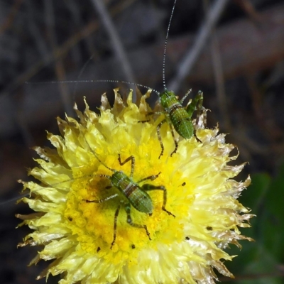 Phaneropterinae (subfamily) (Leaf Katydid, Bush Katydid) at Stony Creek Nature Reserve - 18 Oct 2017 by JanetRussell