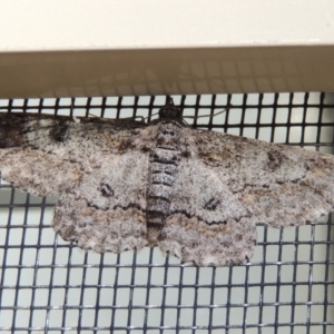 Cleora displicata at Conder, ACT - 31 Oct 2019 09:11 AM