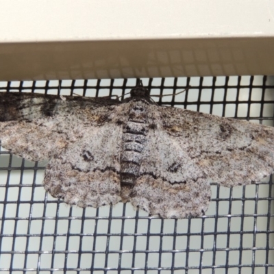 Cleora displicata (A Cleora Bark Moth (Boarmiini) at Conder, ACT - 31 Oct 2019 by MichaelBedingfield