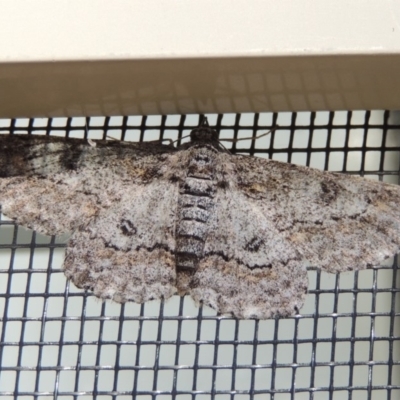 Cleora displicata (A Cleora Bark Moth) at Conder, ACT - 30 Oct 2019 by michaelb