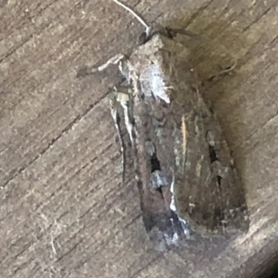 Agrotis infusa (Bogong Moth, Common Cutworm) at Monash, ACT - 9 Nov 2019 by jackQ