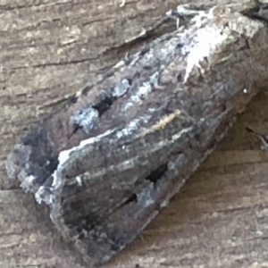 Agrotis infusa at Monash, ACT - 9 Nov 2019