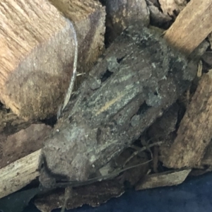 Agrotis infusa at Monash, ACT - 9 Nov 2019