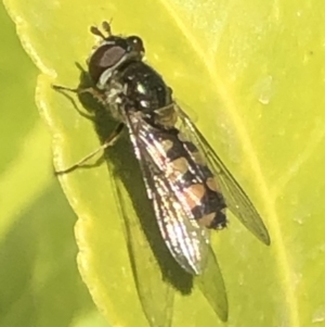 Melangyna sp. (genus) at Monash, ACT - 9 Nov 2019 11:37 AM