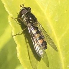 Melangyna sp. (genus) at Monash, ACT - 9 Nov 2019 11:37 AM