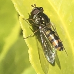 Melangyna sp. (genus) at Monash, ACT - 9 Nov 2019 11:37 AM