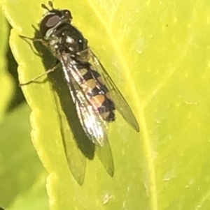 Melangyna sp. (genus) at Monash, ACT - 9 Nov 2019 11:37 AM