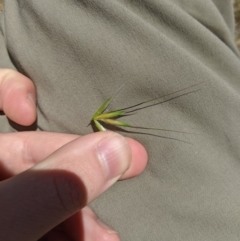 Avena sp. (Wild Oats) at Higgins, ACT - 9 Nov 2019 by MattM