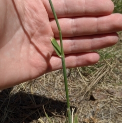 Avena sp. at Higgins, ACT - 9 Nov 2019 12:31 PM