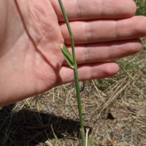 Avena sp. at Higgins, ACT - 9 Nov 2019 12:31 PM