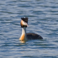 Podiceps cristatus (Great Crested Grebe) at Lake Burley Griffin West - 9 Nov 2019 by Marthijn