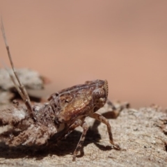 Fulgoroidea sp. (superfamily) (Unidentified fulgoroid planthopper) at Spence, ACT - 9 Nov 2019 by Laserchemisty