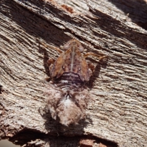 Fulgoroidea sp. (superfamily) at Spence, ACT - 9 Nov 2019 10:55 AM