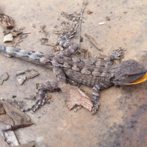 Amphibolurus muricatus at Yass River, NSW - 9 Nov 2019