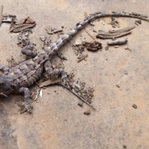 Amphibolurus muricatus at Yass River, NSW - 9 Nov 2019