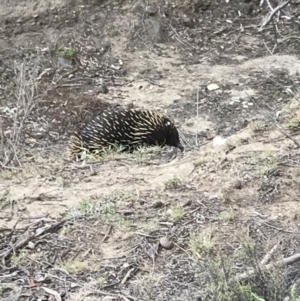 Tachyglossus aculeatus at Bungendore, NSW - 9 Nov 2019 05:17 PM