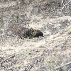 Tachyglossus aculeatus at Bungendore, NSW - 9 Nov 2019