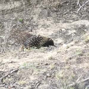 Tachyglossus aculeatus at Bungendore, NSW - 9 Nov 2019 05:17 PM