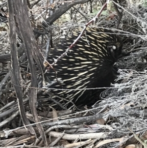 Tachyglossus aculeatus at Bungendore, NSW - 9 Nov 2019 05:17 PM