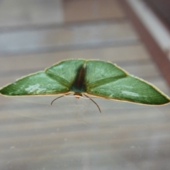 Chlorocoma melocrossa (Cream-fringed Emerald) at Rugosa - 9 Nov 2019 by SenexRugosus