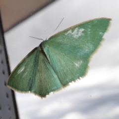 Chlorocoma melocrossa at Yass River, NSW - 9 Nov 2019