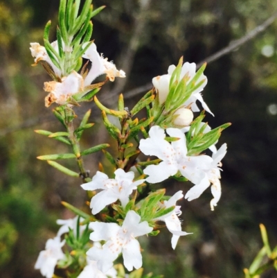 Westringia eremicola (Slender Western Rosemary) at Stromlo, ACT - 8 Nov 2019 by RWPurdie