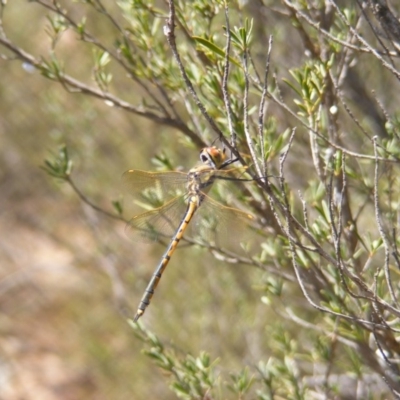 Hemicordulia tau (Tau Emerald) at Mount Jerrabomberra - 5 Nov 2019 by MichaelMulvaney