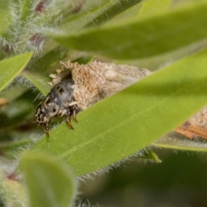 Psychidae (family) IMMATURE at Hackett, ACT - 9 Nov 2019 08:24 AM