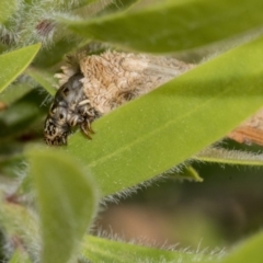 Psychidae (family) IMMATURE at Hackett, ACT - 9 Nov 2019 08:24 AM