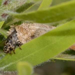 Psychidae (family) IMMATURE at Hackett, ACT - 9 Nov 2019 08:24 AM