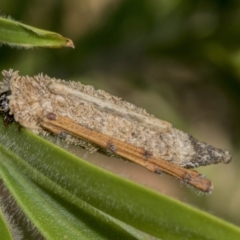 Psychidae (family) IMMATURE at Hackett, ACT - 9 Nov 2019 08:24 AM