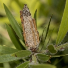 Psychidae (family) IMMATURE at Hackett, ACT - 9 Nov 2019 08:24 AM