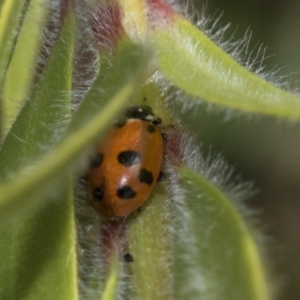 Hippodamia variegata at Hackett, ACT - 9 Nov 2019