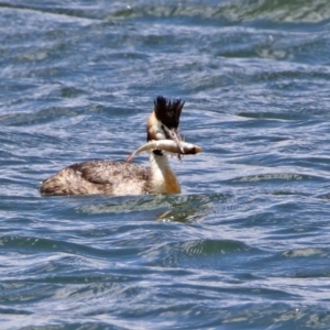 Podiceps cristatus at Molonglo Valley, ACT - 8 Nov 2019 11:54 AM