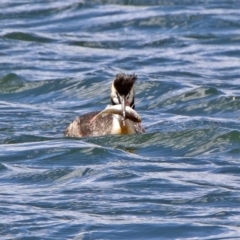 Podiceps cristatus at Molonglo Valley, ACT - 8 Nov 2019 11:54 AM