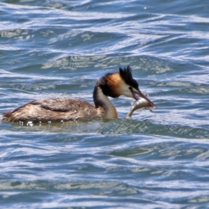 Podiceps cristatus at Molonglo Valley, ACT - 8 Nov 2019 11:54 AM