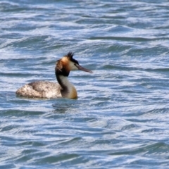 Podiceps cristatus at Molonglo Valley, ACT - 8 Nov 2019 11:54 AM