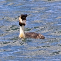 Podiceps cristatus at Molonglo Valley, ACT - 8 Nov 2019