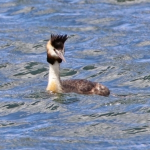 Podiceps cristatus at Molonglo Valley, ACT - 8 Nov 2019 11:54 AM