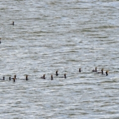 Phalacrocorax carbo (Great Cormorant) at Acton, ACT - 8 Nov 2019 by RodDeb